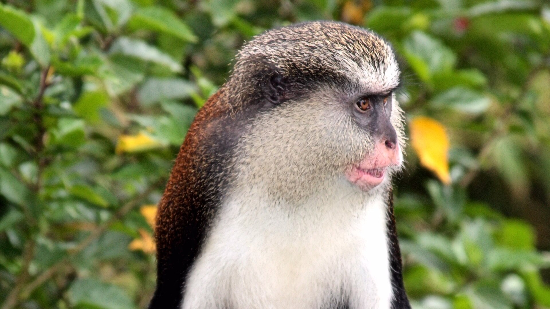 A mona monkey in the rainforest at Grand Etang, Grenada